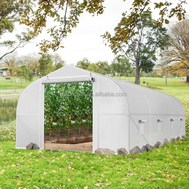 Agriculture Tomato Farming - 農業用ポリトンネル温室プラスチックフィルム栽培小屋トマト温室（野菜用）
