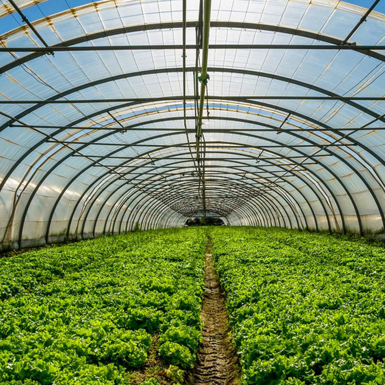 8x30メタルフレーム商業用シングルトンネル野菜グリーンハウ - Agriculture Tomato Farming のレビューと価格