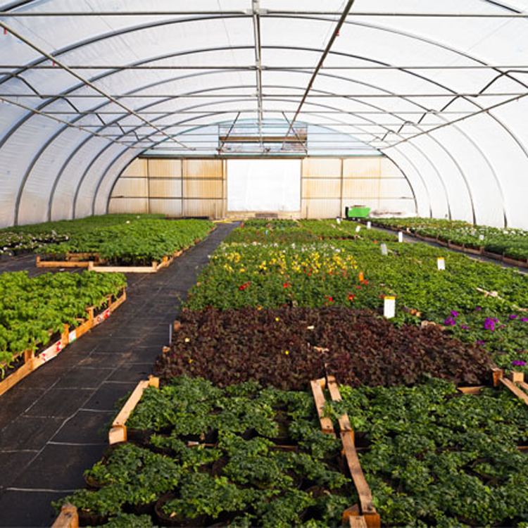 8x30メタルフレーム商業用シングルトンネル野菜グリーンハウ - Agriculture Tomato Farming のレビューと価格